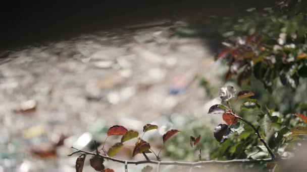 Schwerpunktwechsel vom grünen Zweig zum Schmutzwasser — Stockvideo