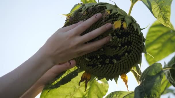 Dames handen aan te raken van een mooie zonnebloem op het gebied. — Stockvideo