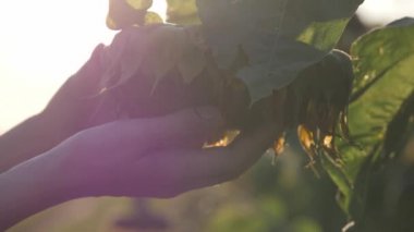 Kadının güzel ayçiçeği alanında dokunmadan eller.