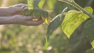 Kadının güzel ayçiçeği alanında dokunmadan eller.
