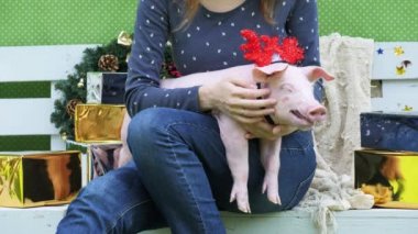 Bir kadın dizlerinin üzerinde Noel komik bir domuzla geyik boynuzları düzenliyor ve ona bir domuz eliyle okşayarak tarafından yatıştırır.