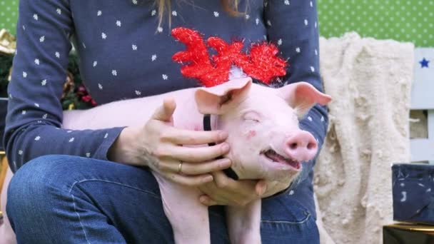 Une femme tient à genoux un cochon et caresse par la main son . — Video