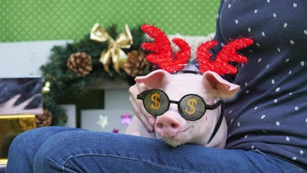Una chica sostiene de rodillas a un cerdo con cuernos de venado navideño y gafas de sol — Vídeo de stock