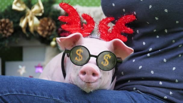 Ein Mädchen hält auf Knien ein Schwein mit weihnachtlichen Hirschhörnern und Sonnenbrille — Stockvideo