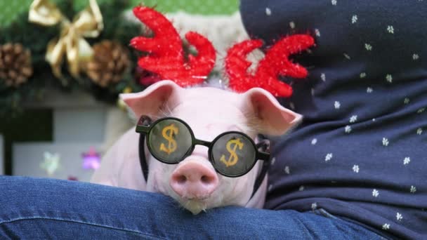 Femeie Ține Genunchi Porc Drăguț Coarne Cerb Crăciun Ochelari Soare — Videoclip de stoc