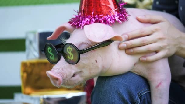 A girl is holding on her knees a pig with christmas deer horns and in sunglasses — Stock Video