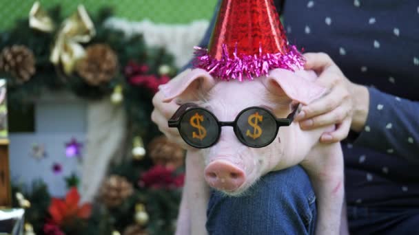 Bir kız dizlerinin üzerinde bir domuz Noel geyik boynuzları ve güneş gözlüğü tutuyor — Stok video