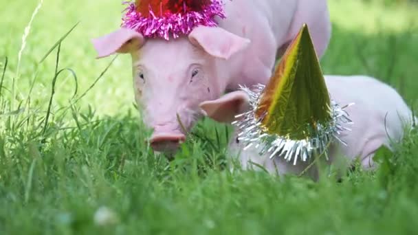 Dva roztomilý mladých prasat s vánoční čepici na zelené trávě. — Stock video