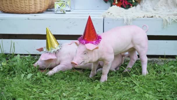 Un deux jeunes cochons mignons avec casquette de Noël sur une herbe verte . — Video