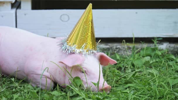 A cute young pig with christmas cap on a green grass. — Stock Video