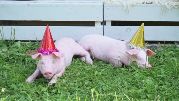 Een twee schattige jonge varkens met kerst pet op een groen gras. — Stockvideo