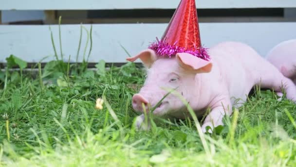 Een schattige jonge varken met kerst pet op een groen gras. — Stockvideo