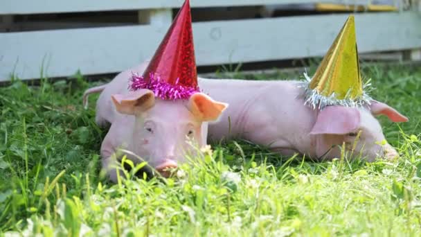 Две милые молодые свиньи в рождественской шапочке на зеленой траве . — стоковое видео