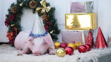 Sevimli genç domuz Noel kap ile Noel dekorasyon arka planı yatıyor