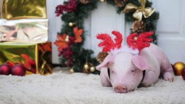 Bir domuz Noel geyik boynuzları ile Noel dekorasyon arka planı yatıyor