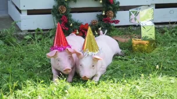 Een twee schattige jonge varkens met kerst pet op een groen gras. — Stockvideo