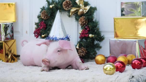 Мила молода свиня з різдвяною шапочкою лежить на різдвяному тлі — стокове відео