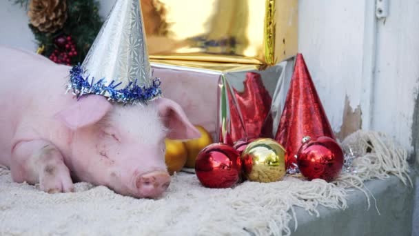 Милая молодая свинья в рождественской шапочке лежит на фоне рождественского украшения — стоковое видео