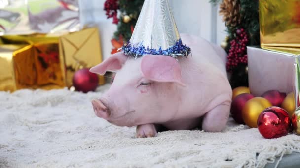 A cute young pig with christmas cap lies against christmas decoration background — Stock Video