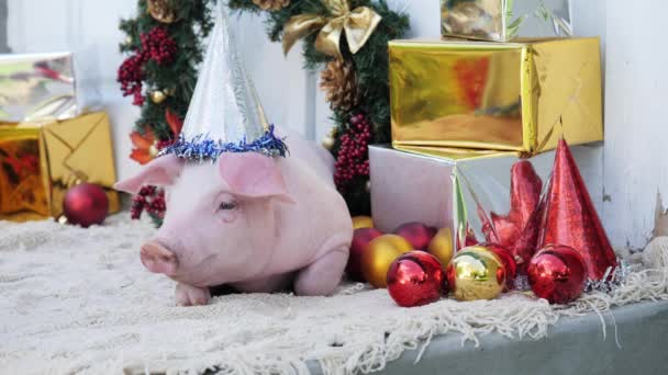 Мила молода свиня з різдвяною шапочкою лежить на різдвяному прикрасі фону — стокове відео