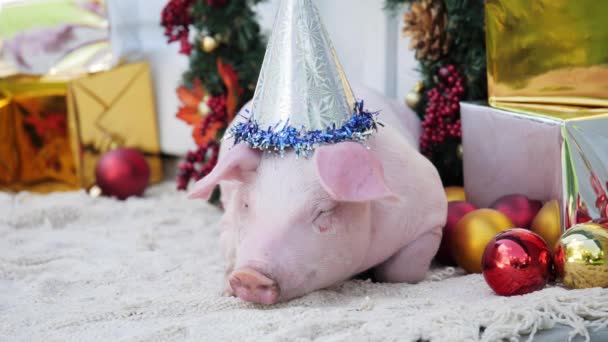 Un cerdo joven con gorra de Navidad dormir contra fondo de decoración de Navidad — Vídeos de Stock