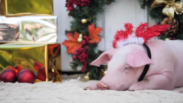 Un cerdo con cuernos de venado navideño yace sobre el fondo de la decoración navideña — Vídeos de Stock