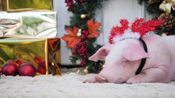 Een varken met Kerstmis herten hoorns leugens tegen Kerstmis decoratie achtergrond — Stockvideo