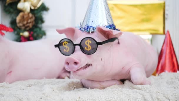Zwei süße junge Schweine liegen vor weihnachtlichem Deko-Hintergrund. — Stockvideo