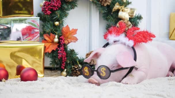 Un cerdo joven lindo miente contra el fondo de la decoración de Navidad . — Vídeos de Stock