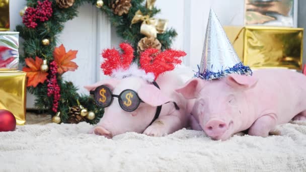 Un dos lindos cerdos jóvenes se encuentra contra el fondo de la decoración de Navidad . — Vídeos de Stock