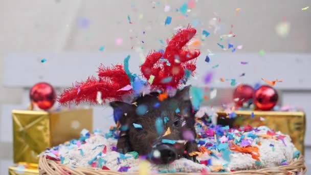 Roztomilé prasátko s vánoční Jelení rohy leží v koši — Stock video