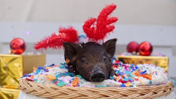 Un cerdo lindo con cuernos de venado navideño yace en la cesta — Vídeos de Stock