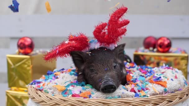 Милая свинья с рождественскими оленьими рогами лежит в корзине — стоковое видео