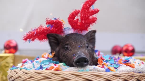 Jovem Porco Bonito Com Chifres Veado Natal Encontra Cesta Fundo — Vídeo de Stock