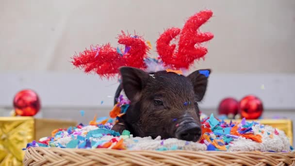 Un cerdo lindo con cuernos de venado navideño yace en la cesta — Vídeo de stock
