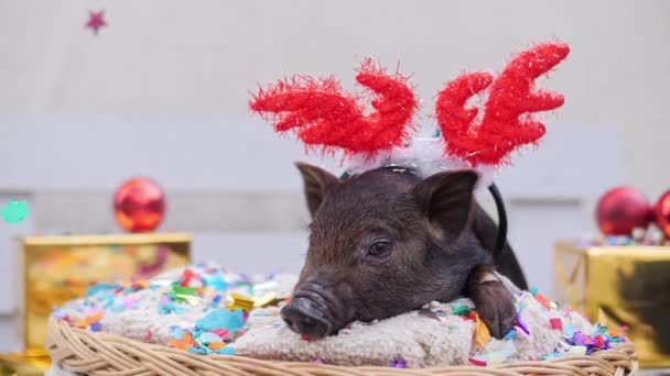 Милая свинья с рождественскими оленьими рогами лежит в корзине — стоковое видео