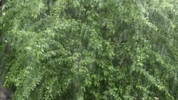 Een zware regen tegen de achtergrond van de groene bomen — Stockvideo