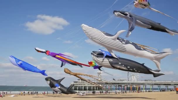 V Haagu, Nehterlands - 30. září, 2018:Kite festival na molu. — Stock video