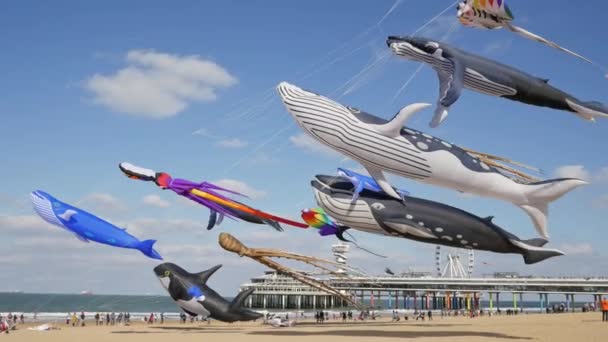 Den Haag, Nehterlands - 30 September, 2018:Kite festival op de pier. — Stockvideo