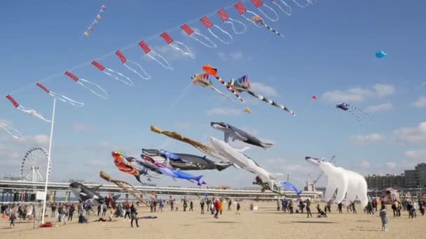 海牙, 内赫特兰----2018年9月30日: 码头上的风筝节. — 图库视频影像