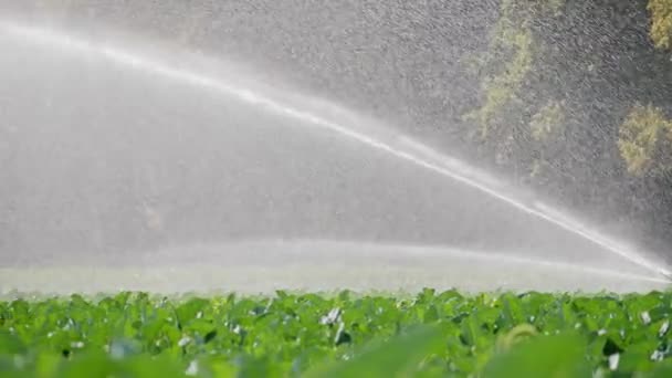 Water sprinklerinstallatie in de ochtendzon op een plantage — Stockvideo