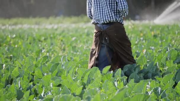 Visão traseira do agricultor usando tablet digital durante o monitoramento de sua plantação . — Vídeo de Stock