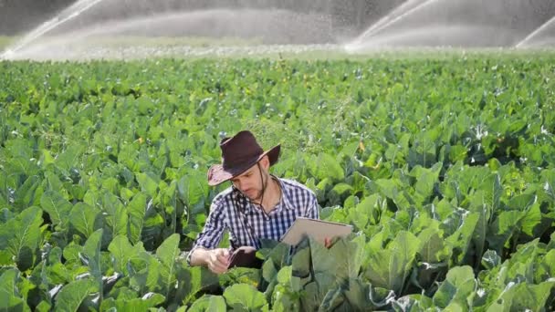 Agricultor usando tableta digital durante el monitoreo de su plantación . — Vídeos de Stock