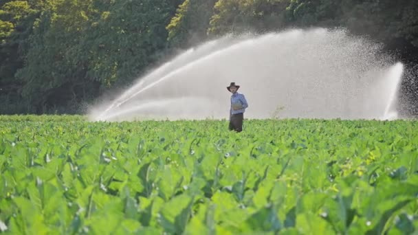 Farmář pomocí digitálních tabletu během sledování jeho plantáže — Stock video