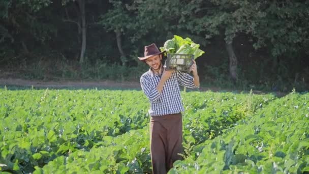 En jordbrukare transporterar en spjällåda av kål på sin axel på plantation. — Stockvideo