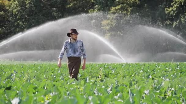 Фермер собирается на плантацию во время работы системы разбрызгивания воды — стоковое видео