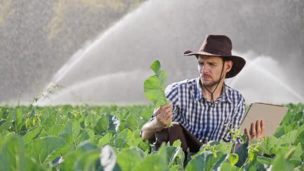 Agriculteur utilisant une tablette numérique pendant le suivi de sa plantation . — Video