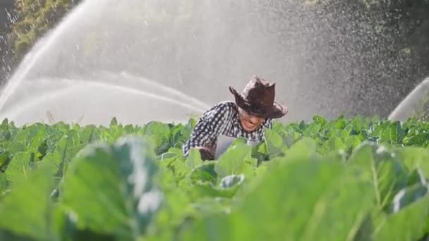 Farmer using digital tablet during monitoring his plantation. — Stock Video