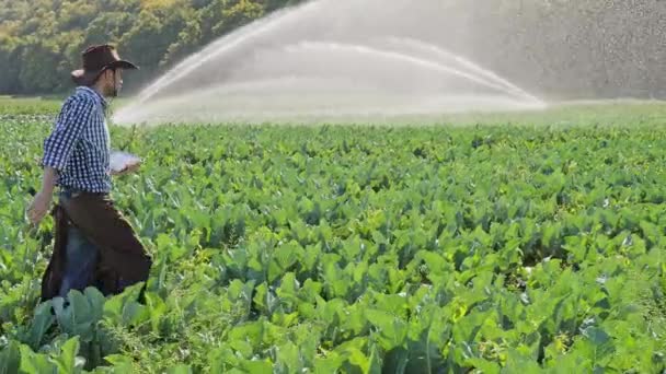 Landbouwproducent met gebruikmaking van digitale tablet tijdens de controle zijn plantage — Stockvideo