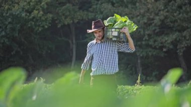Lahana plantation, onun omzuna bir kasa taşıyan bir çiftçi.